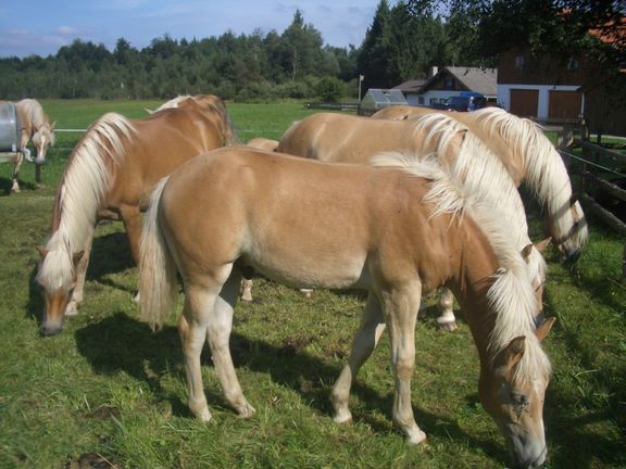 Unsere Tiere Unsere Tiere